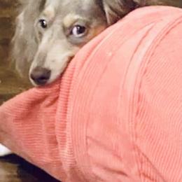 Dachshund Puppies from Meldox