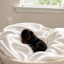 AKC Luna - Black and tan female Yorkshire Terrier puppy in Powder Springs, Georgia from Twinkle Paws Frenchies and Yorkies