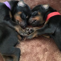 Doberman Pinscher Puppies from Love of Dobermans