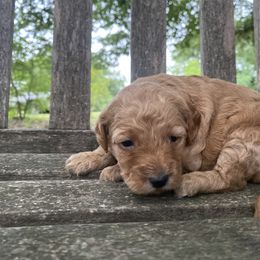 Mollie - Apricot female Goldendoodle puppy in Texas from Doodles Divine
