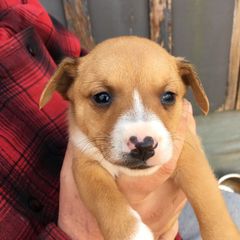 Treeing Feist Puppies from Tark Hill Feists