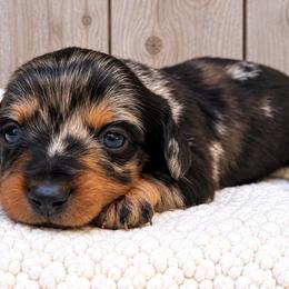 Spongebob - Black and tan male Dachshund puppy in Warm Springs, Arkansas from Seven Hills Arkansas