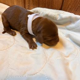 White - Mahogany female Irish Setter puppy in Dayton, Pennsylvania from Sunset Acres Setters