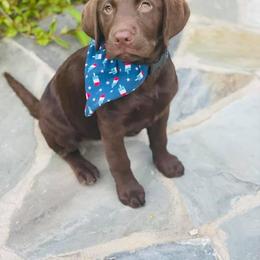 Labrador Retriever Puppies from The Homestead at Little Creek