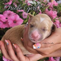 Goldendoodle Puppies from Sister Doodles