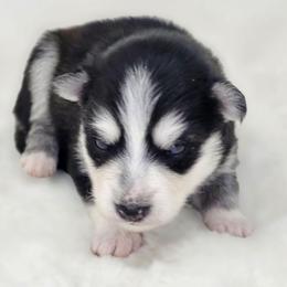 Rip - Black and white male Pomsky puppy in Christiana, Tennessee from Smoky Mountain Pomskies
