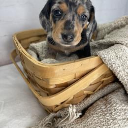 Pip - Dapple female Dachshund puppy in Norwood, Missouri from A&J Weenies