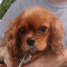 Stella - Cavalier King Charles Spaniel