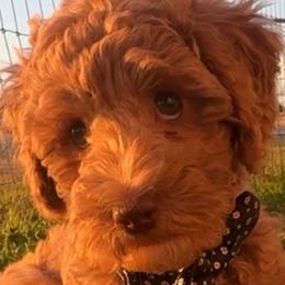 David - Red  male Goldendoodle puppy in Decatur, Texas from Scherrer Sweet Goldendoodles