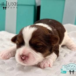 Morkie and Shorkie Puppies from Lil Luxe Pups