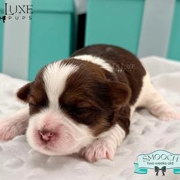 Morkie and Shorkie Puppies from Lil Luxe Pups