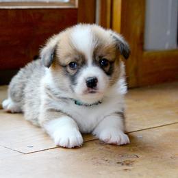 Doug - Red male Pembroke Welsh Corgi puppy in Fair Grove, Missouri from Cross D Ranch Corgis