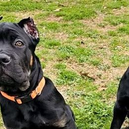 Cane Corso from Cook's Cane Corso