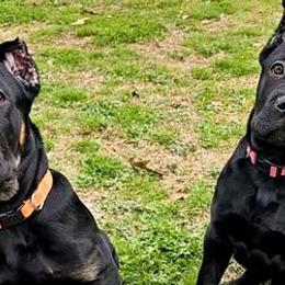 Cane Corso from Cook's Cane Corso