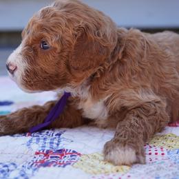 Lady - Cream female Goldendoodle puppy in Lancaster, Pennsylvania from Henriquez Puppies