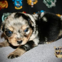 Annie - Blue merle female Miniature Australian Shepherd puppy in El Dorado Springs, Missouri from HP Aussie Kennels
