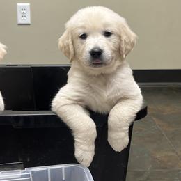 Rory - Light golden female Golden Retriever puppy in North Highlands, California from The Purrfectpups