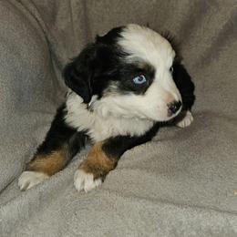 Girl 3 - Black tri-color female Australian Shepherd puppy in Kingman, Arizona from Waggin Bow Mini Aussies