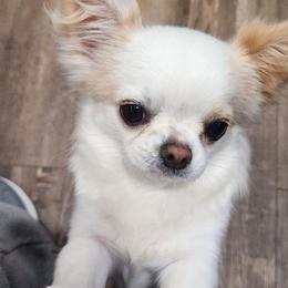 Cercie - Chihuahua