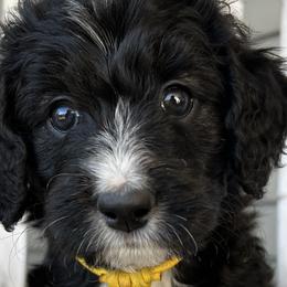 Aussiedoodles, Australian Mountain Doodles, Bernedoodles, and Poodles from Pear Tree Pups