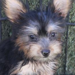 Ella - Silky Terrier