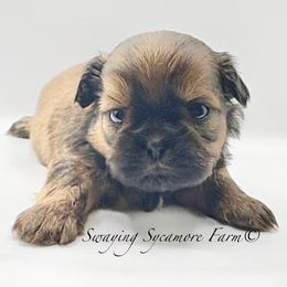 Brindle Male - Green Collar - Brindle male Shih Tzu puppy in Crawfordsville, Indiana from Swaying Sycamore Farm