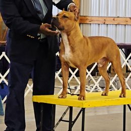 American Staffordshire Terrier All Grown Up from Woodshire AST Kennel
