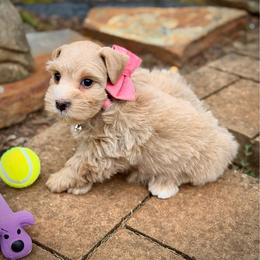 Purple Collar Red Wheaten - Wheaten female Miniature Schnauzer puppy in Calhoun, Georgia from The BrickHouse Miniature Schnauzers