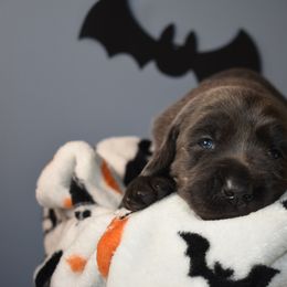 Dilute Retriever Puppies from Wicked Pines Retrievers