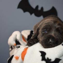 Dilute Retriever Puppies from Wicked Pines Retrievers