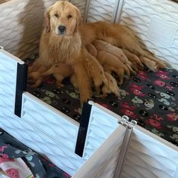 Golden Retriever puppies from ERSA Acres Golden Retrievers...limited registration only offered, AKC Moyen and Miniature Poodles