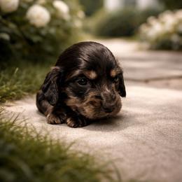 Kosmo - Black and cream male Dachshund puppy in Biloxi, Mississippi from Southern Doxies Ms