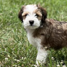Tibetan Terriers from Willow Haven Kennels