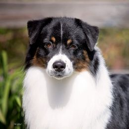 Australian Shepherd adult dog