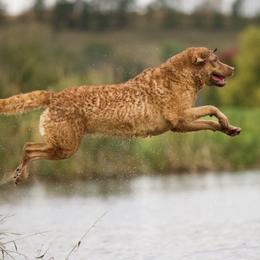 Chesapeake Bay Retriever puppies from Next Generation