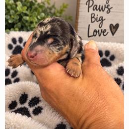Dapple Boy 1 - Dapple male Dachshund puppy in Michigan from Amberly's Dachshunds