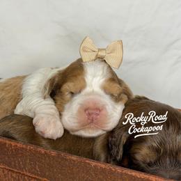 Fawn - Red and white female Cockapoo puppy in Nashville, Arkansas from Rocky Road Puppies