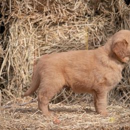 Golden Retriever and Old English Sheepdog Puppies from Saddle Rock Kennels