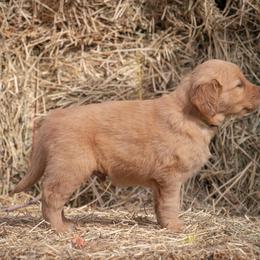 Golden Retriever and Old English Sheepdog Puppies from Saddle Rock Kennels