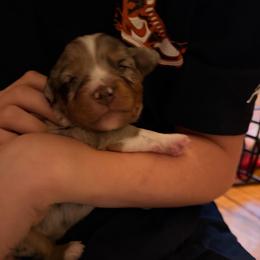 Dandelion - Blue merle female Miniature Australian Shepherd puppy in Harpers Ferry, West Virginia from Carter's Cuties