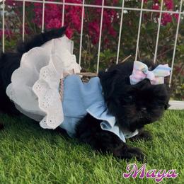 Maya - Black and tan female Shih Tzu puppy in Mercedes, Texas from Tzu Casa