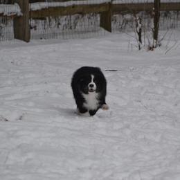 Australian Shepherd and Collie Puppies from Nicara kennel