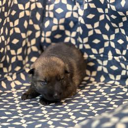 No Collar - Sable female German Shepherd puppy in Riverside, California from Von Der Sagobi