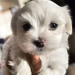 LITTLE GRAY - White male Maltese puppy in Victoville, California from T&C Maltese
