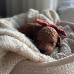 Clove - Red  female Poodle puppy in Charlotte, North Carolina from Bruno & Co. Puppies