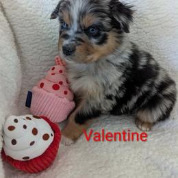Valentine - Blue merle female Australian Shepherd puppy in Parker, Colorado from Legacy Ranch Australian Shepherds