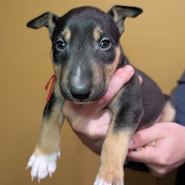 Prince - Black and tan male Miniature Bull Terrier puppy in London, Kentucky from Barton's Miniature Bull Terrier