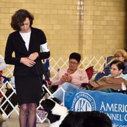 Border Collie All Grown Up from Fair Haven Farms