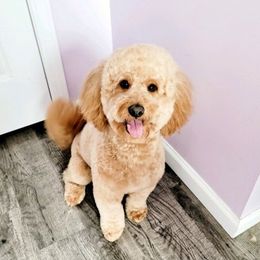 Marley - Goldendoodle