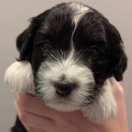 Boy 4 - male Aussiedoodle puppy in New Durham, New Hampshire from Ridgeview Aussiedoodles
